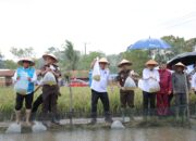 Panen Raya Jaksa Mandiri Pangan, Gubernur Babel Hidayat Arsani Tegaskan Babel Menuju Kedaulatan Pangan Berkelanjutan