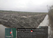 Alih Fungsi Hutan Lindung Belilik Jadi Kebun Sawit: Warga Khawatir Intrusi Air Laut, Legalitas Kelompok Tani Dipertanyakan